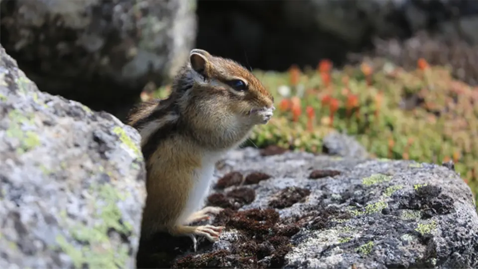 黒岳のエゾシマリス