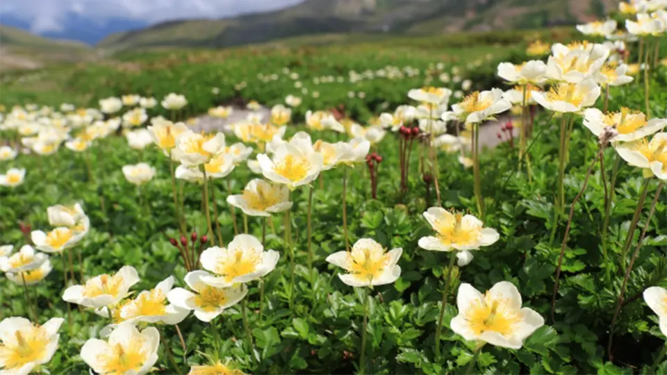 高山植物チングルマ